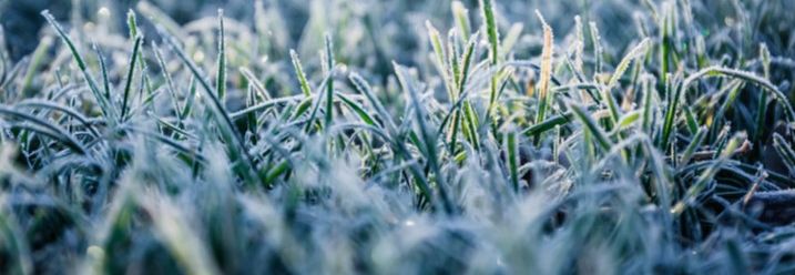 Rasen mit Frost